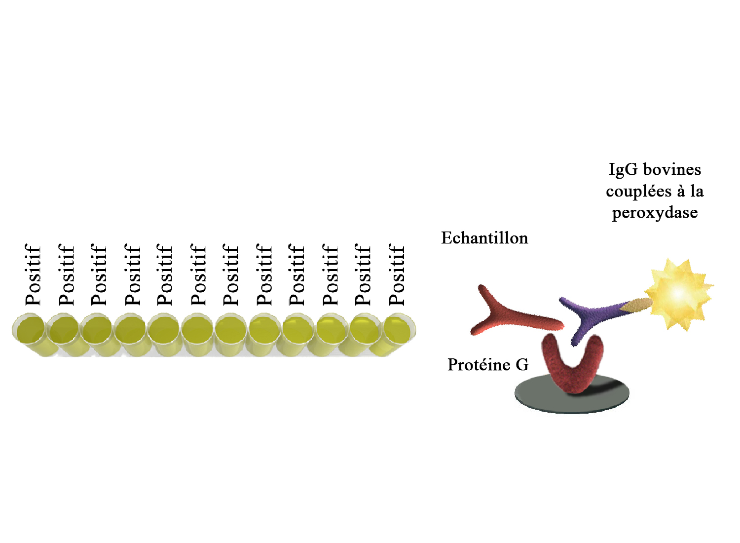BIO K 165 - QuantELISA Immunoglobuline bovine / compétition
